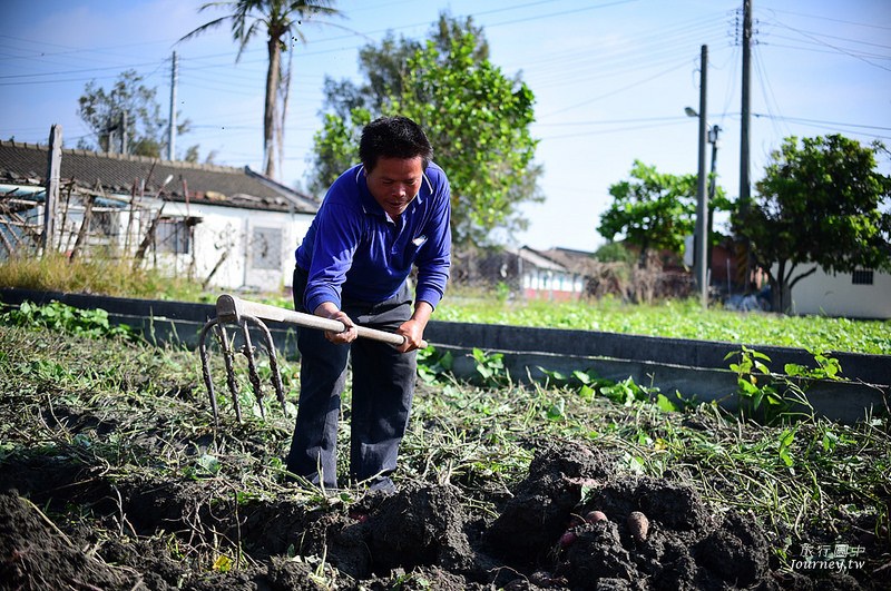 每一次低頭都是向土地致敬！體驗農人們的蕃薯精神_img_13